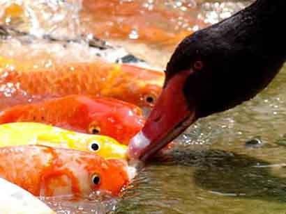 animales-graciosos-pato-alimenta-peces.jpg