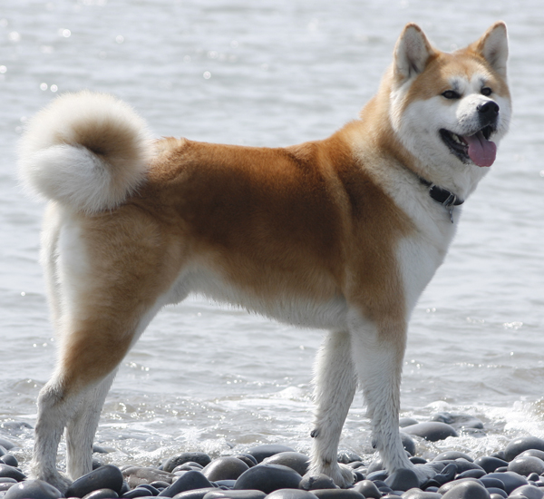 akita-inu1.jpg