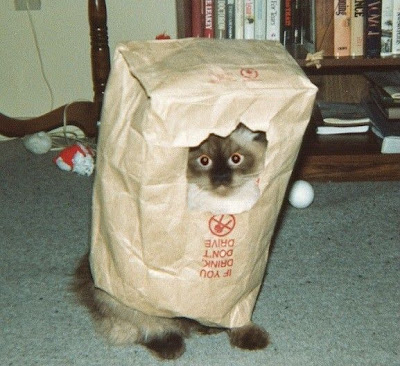 gato+bolsa+papel.jpg