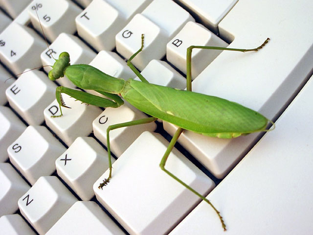 mantis_religiosa.jpg