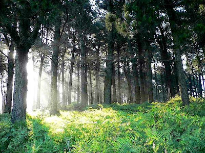 bosque+frontal.jpg