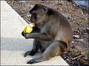 040927-monkey.jpg