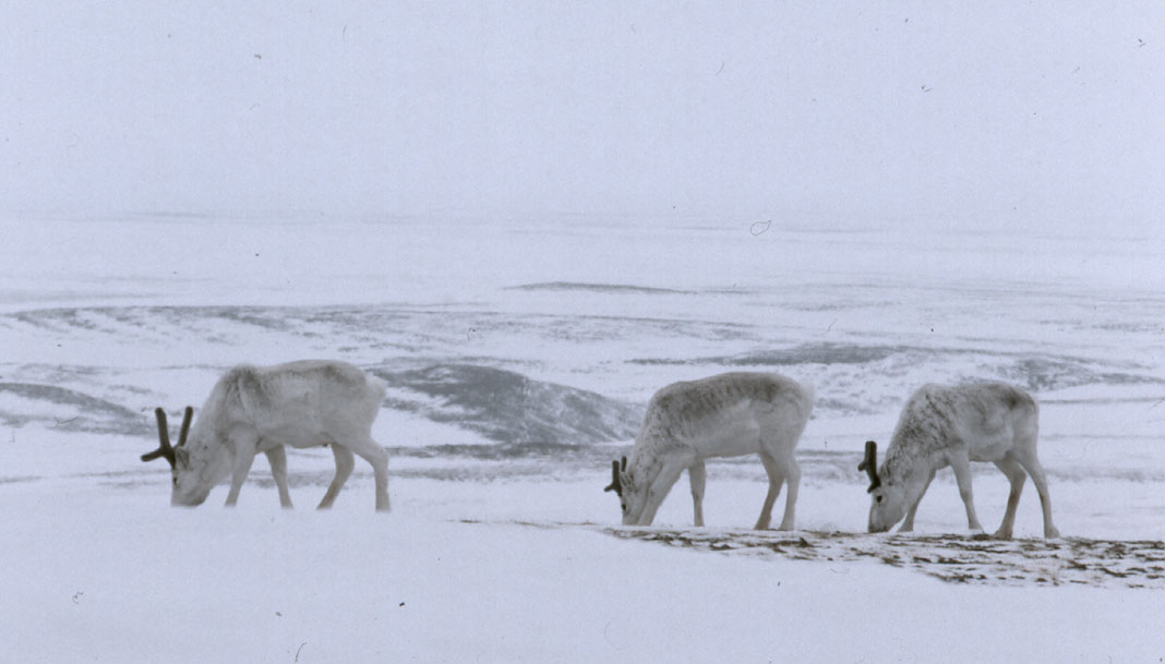 peary_caribou_web.jpg