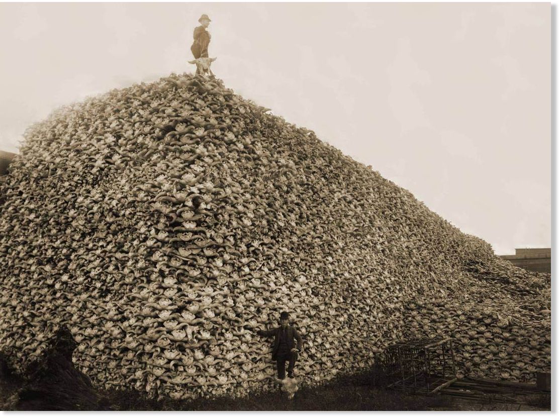 Buffalo_Skulls_1870.jpg