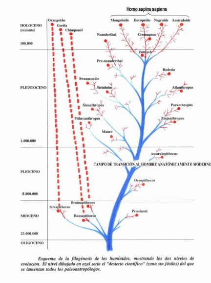 Origen-del-hombre-moderno-filogénesis-hom%C3%ADnidos.jpg
