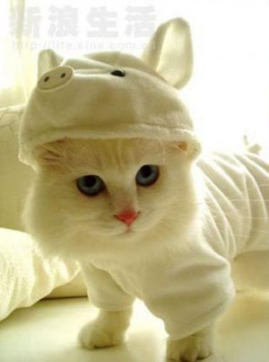 gatitos-con-gorro.jpg