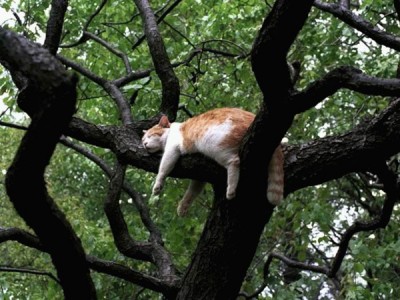 gato-arbol.jpg