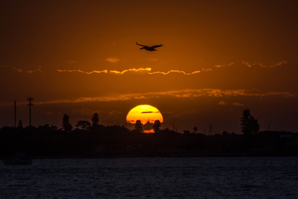 November+09+Sunrise+Pelican+Tarot+Card.jpg