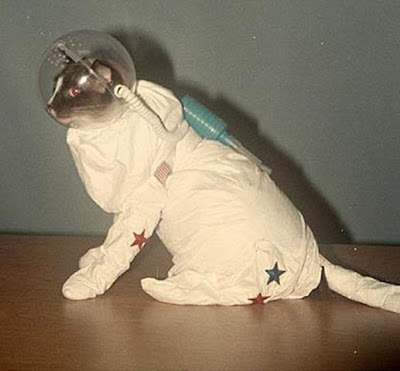 gato+astronauta.jpg