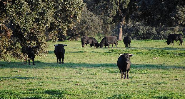 TOROS%2BEN%2BLA%2BDEHESA.JPG