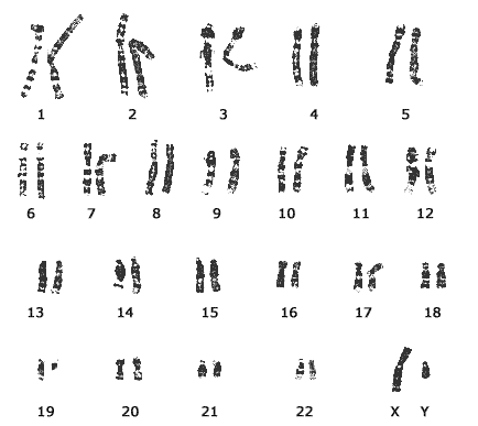 chromosomes.gif