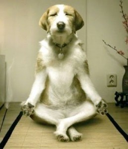 inner-peace-dog-258x300.jpg