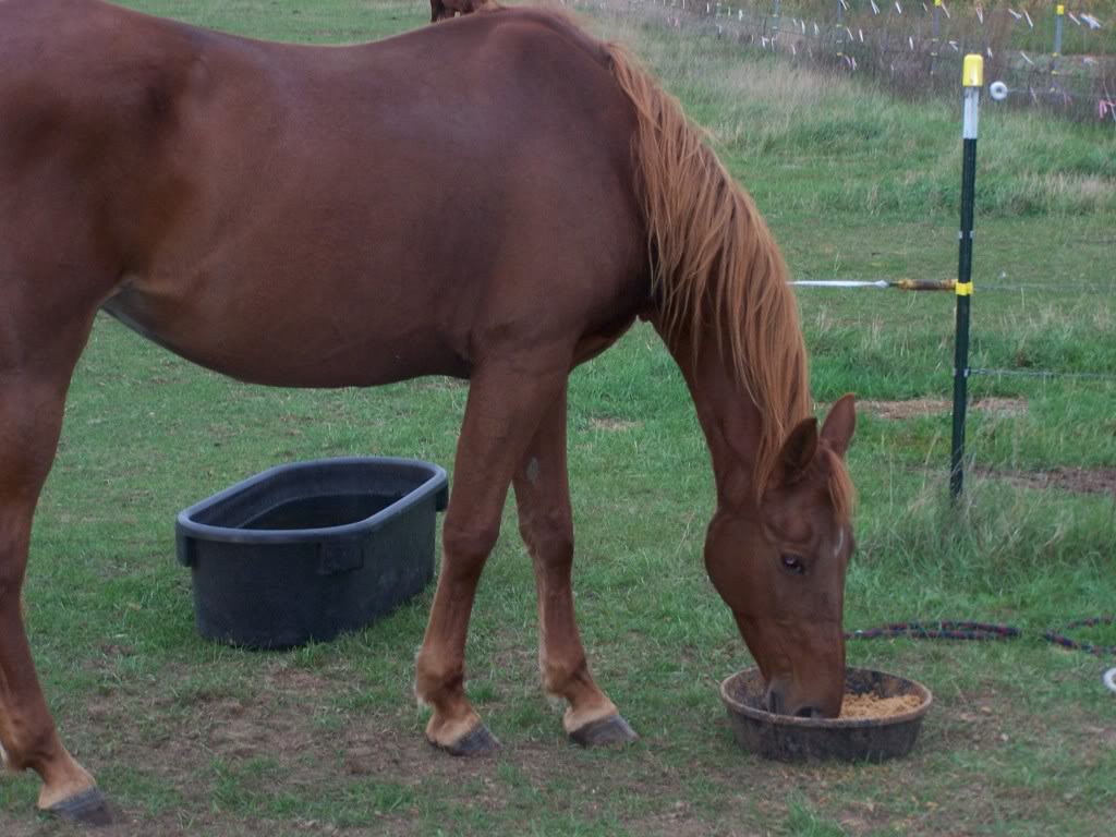 caballo+comiendo.jpg