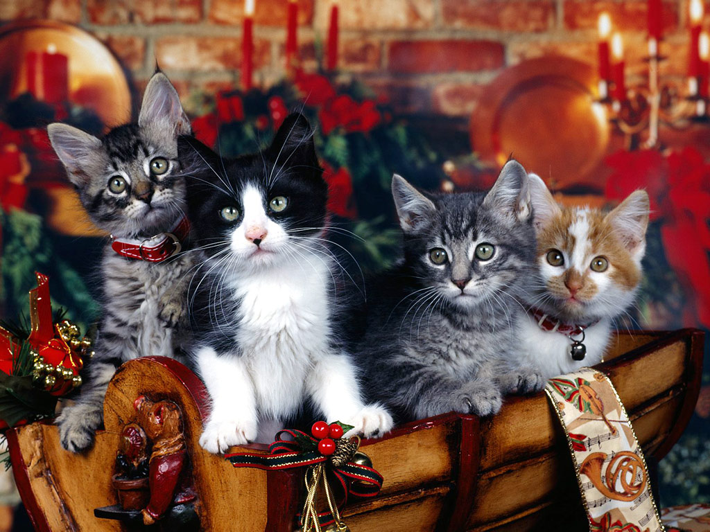 christmas-kittens1.jpg