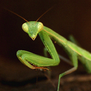 mantis_religiosa.gif