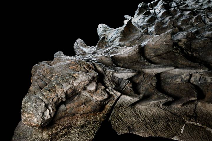 nodosaur-fossil-canadian-mine-face..jpg