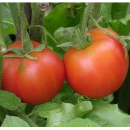 tomate-rouge-edouard.jpg