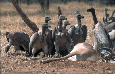 grupo_de_buitres_comiendo.jpg