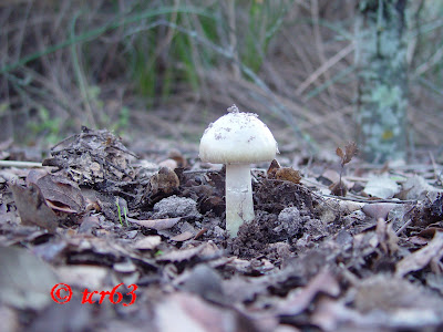 amanita+faloide+111.jpg