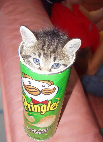 pringles-gato.jpg