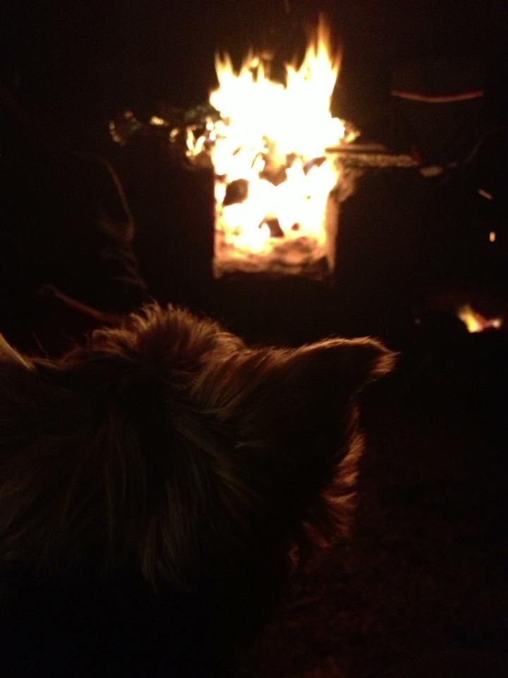 dog-fireplace.jpg