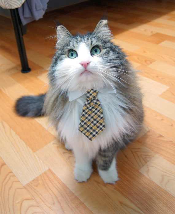 395174_gato_businessman_20120307150540.jpg