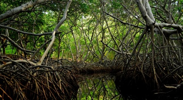 20130729_manglar.jpg