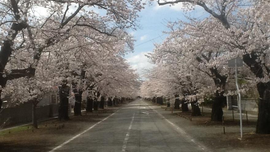 Cerezos-Fukushima-Pagina-Matsumura-Facebook_EDIIMA20150821_0422_5.jpg