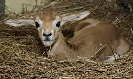 1117_BabyGazelle1_460x276.jpg