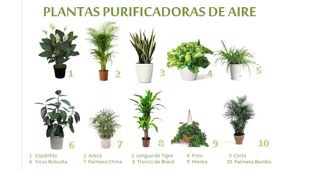 10+Plantas+Purificadoras.png