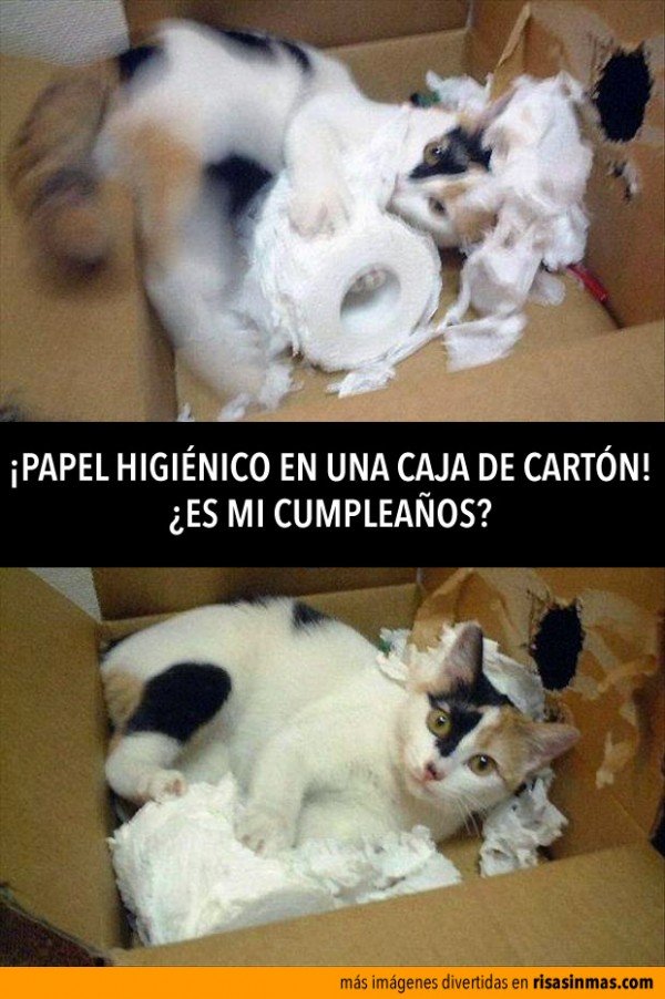 cumplean%CC%83os-gato-600x902.jpg