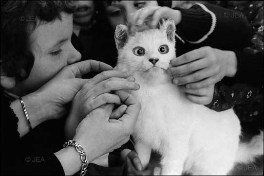 gatos-pocholos-bonitos-juguete.jpg