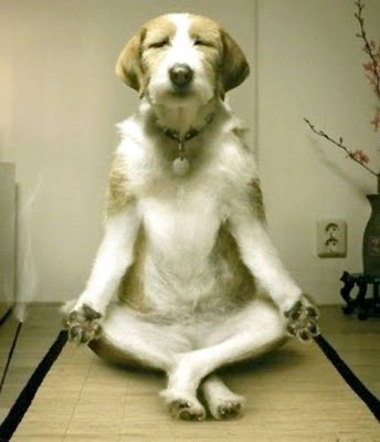 peace-dog.jpg