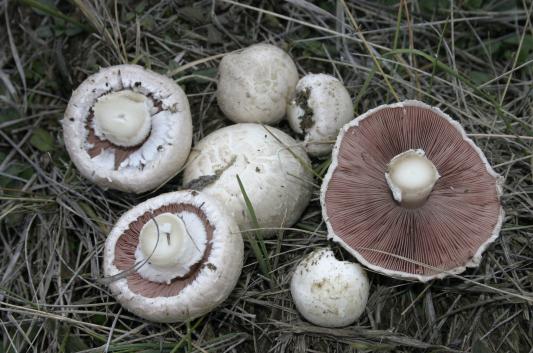 Agaricus_campestris.jpg