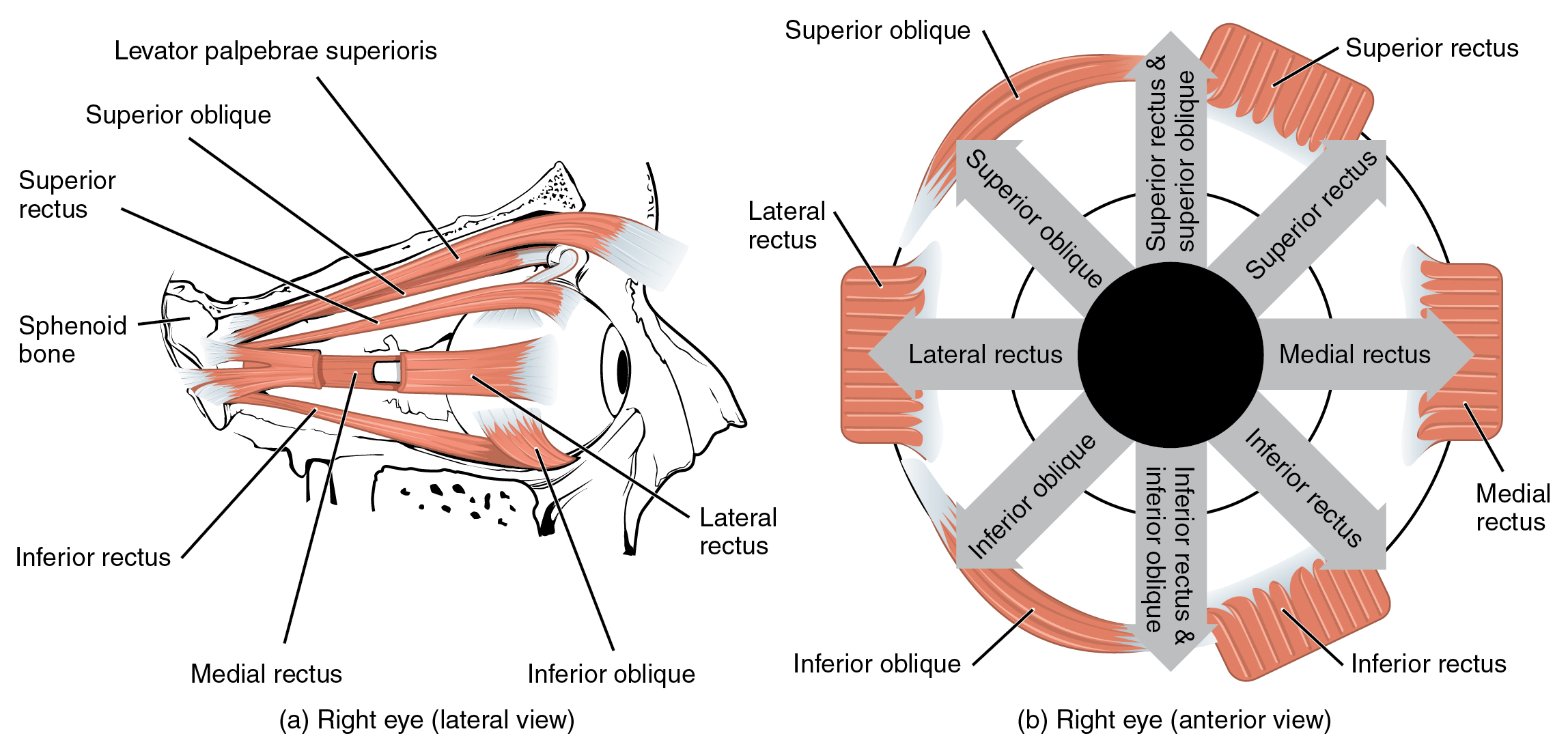 1107_The_Extrinsic_Eye_Muscles.jpg