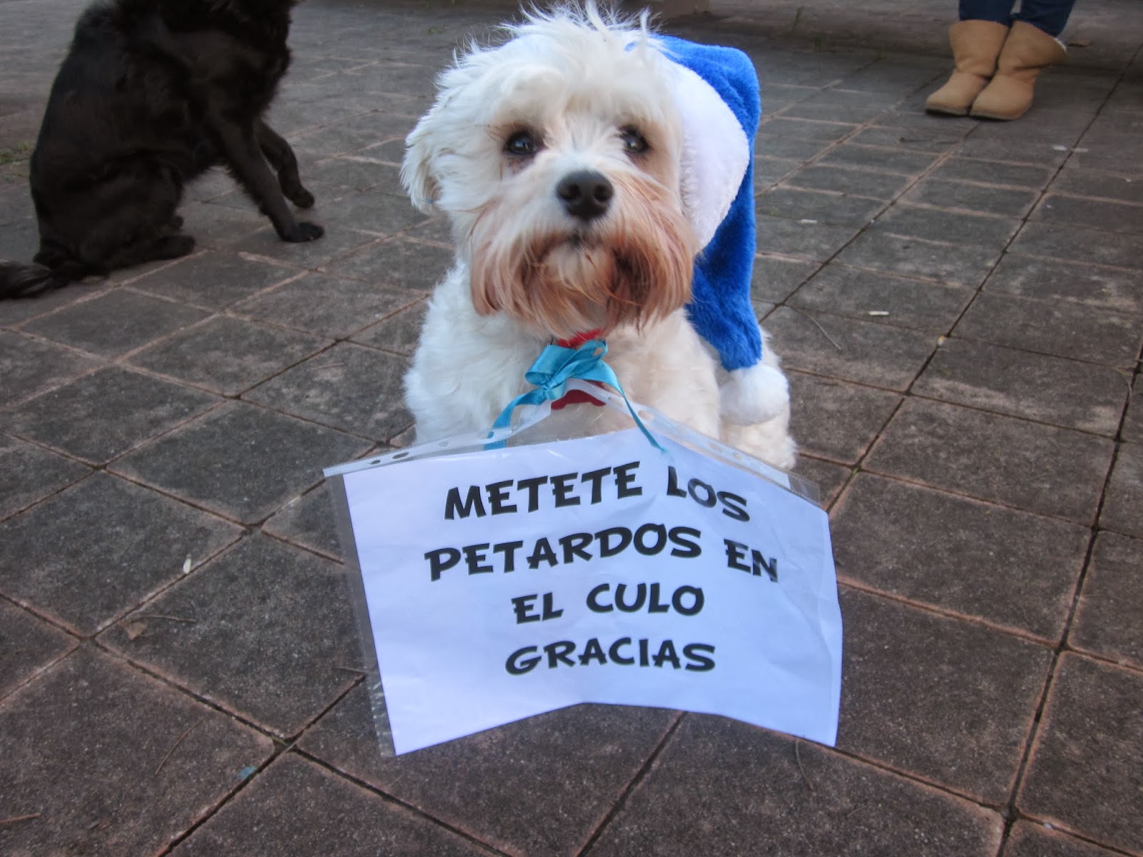 perro-y-petardos.jpg