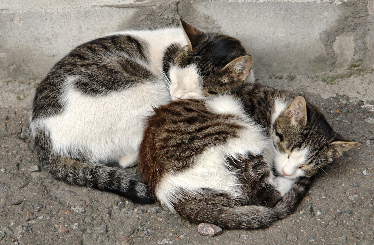 2_russian_street_cats-crop.jpg