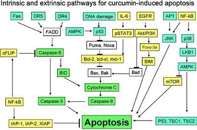 curcumaanticancer.jpg