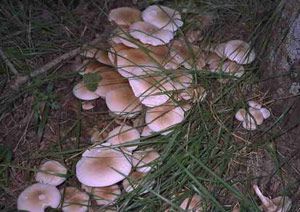 agrocybe.jpg