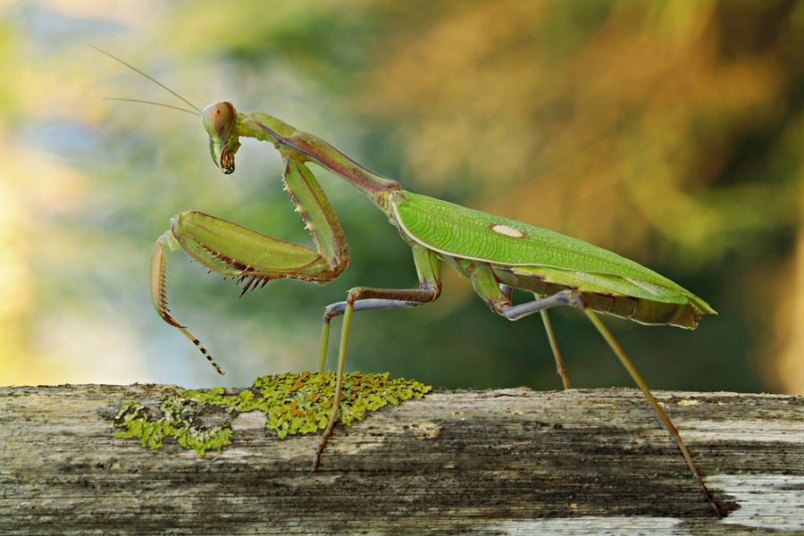 Mantis.jpg