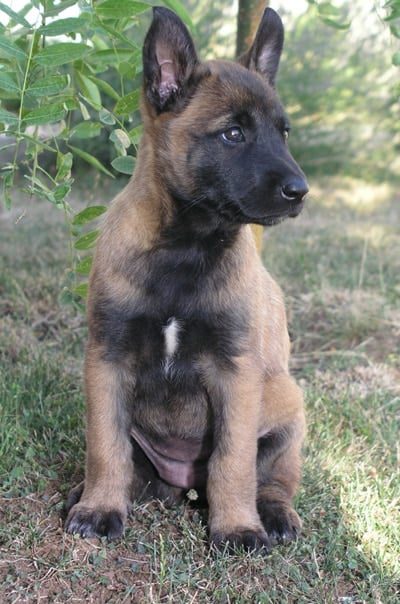 Malinois-cachorro.jpg