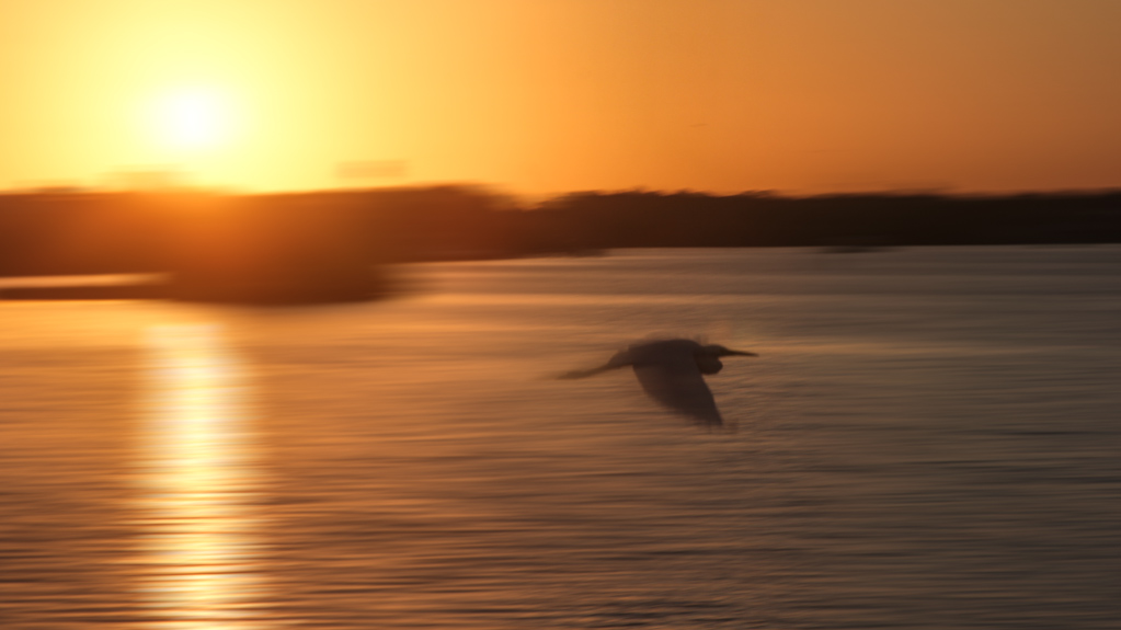 September+09+2013+Sunrise+Egret+woosh.jpg