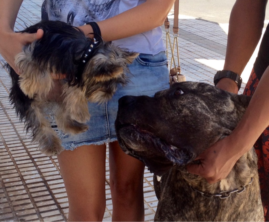 bella-de-helen-con-un-presa-canario.jpg