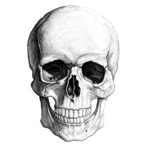 skull-md.png