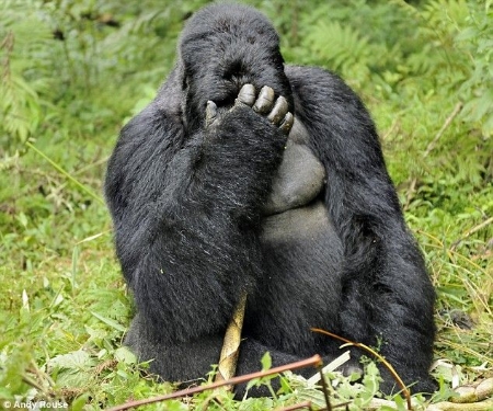 gorilla_facepalm2.jpg