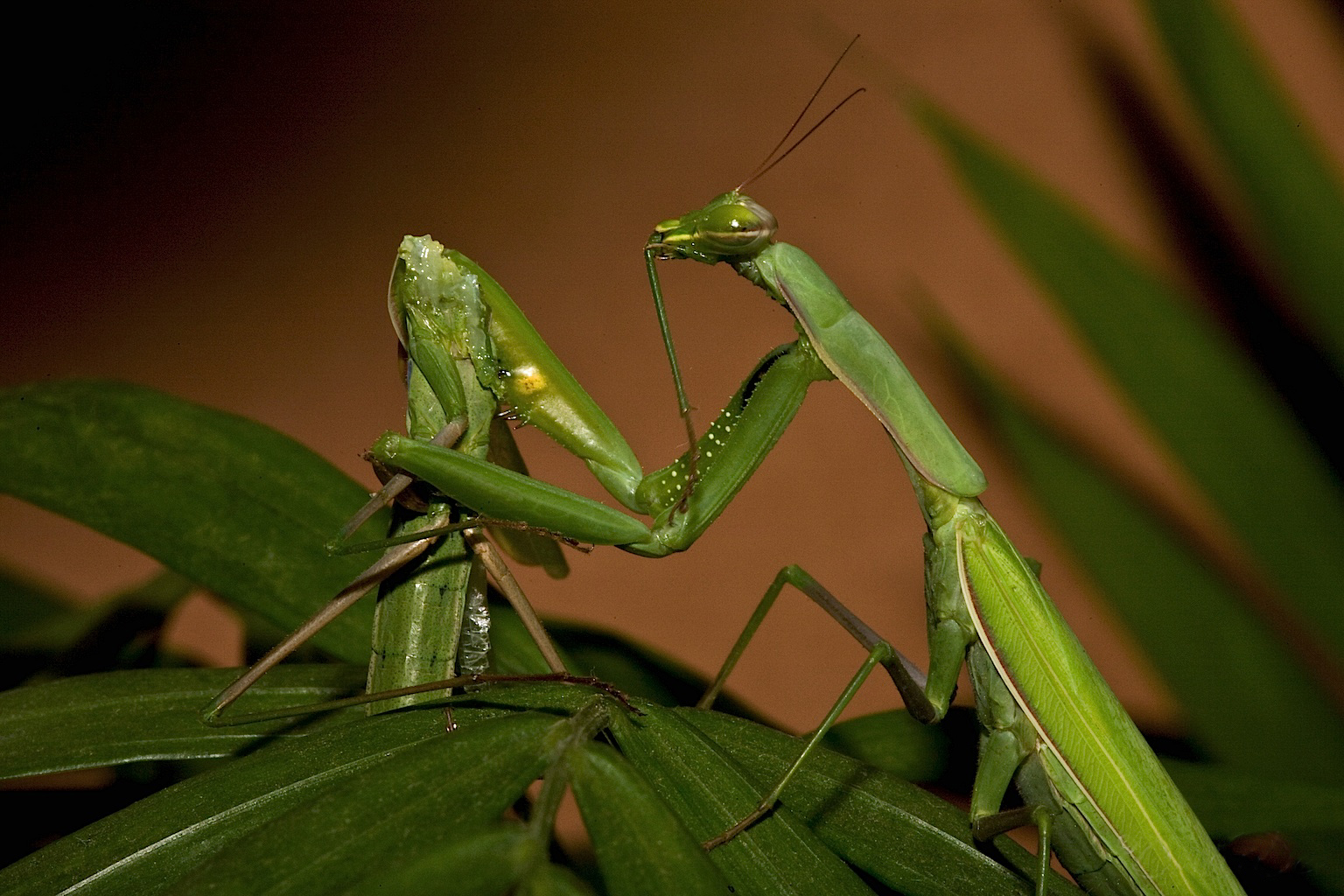 Praying_Mantis_Sexual_Cannibalism_European-37.jpg