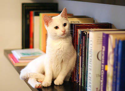 gato-blanco-libros-opt.jpg