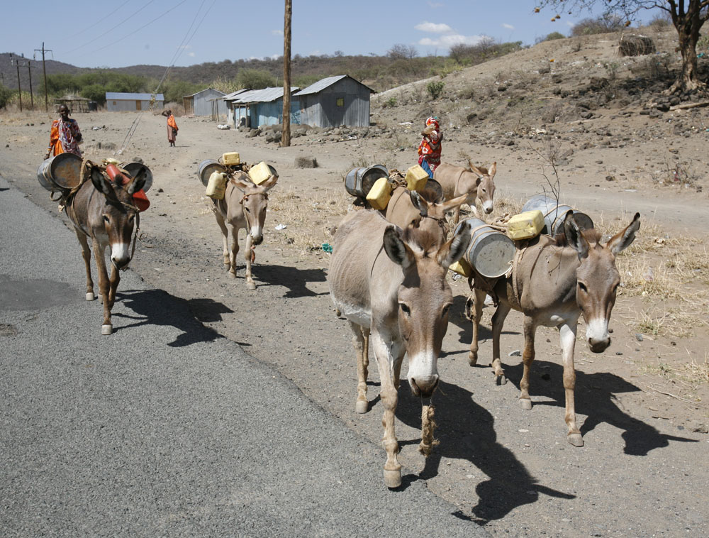 Maasai-donkeys.jpg