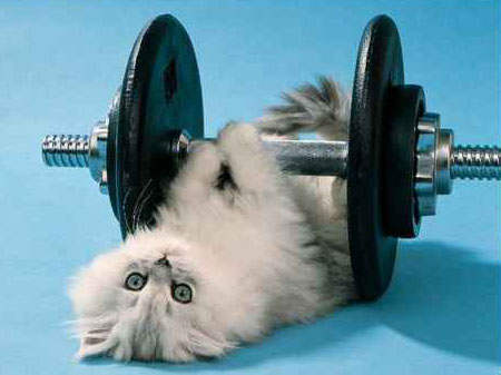 cat-barbell.jpg