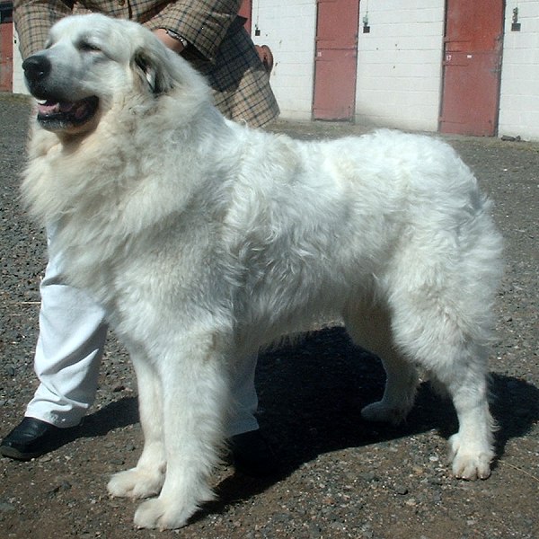 Pyrenean_Mountain_Dog_600.jpg